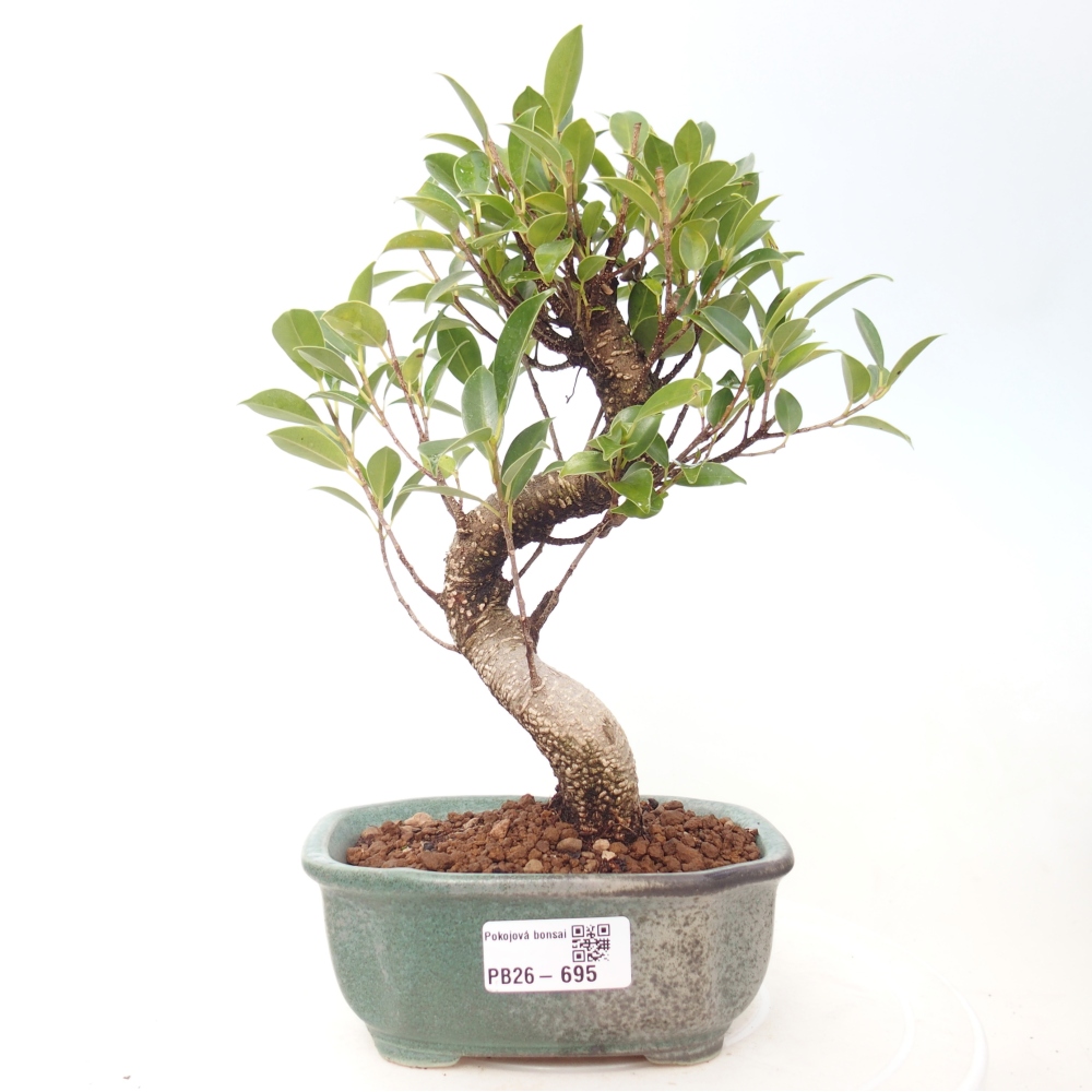 Kamerbonsai - Ficus retusa - kleinbladige ficus