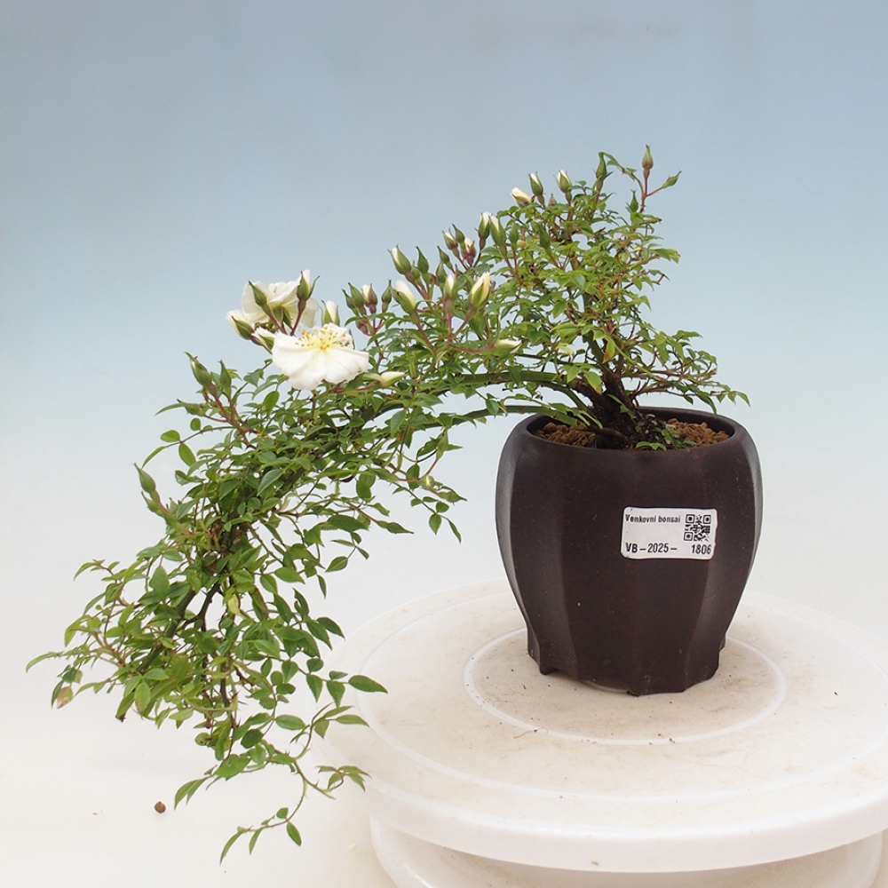 Bonsai voor buiten - Rosa Sea Foam - roos