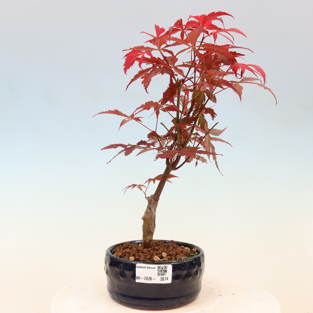 Bonsai voor buiten - Acer palm. Atropurpureum-Javorpalm