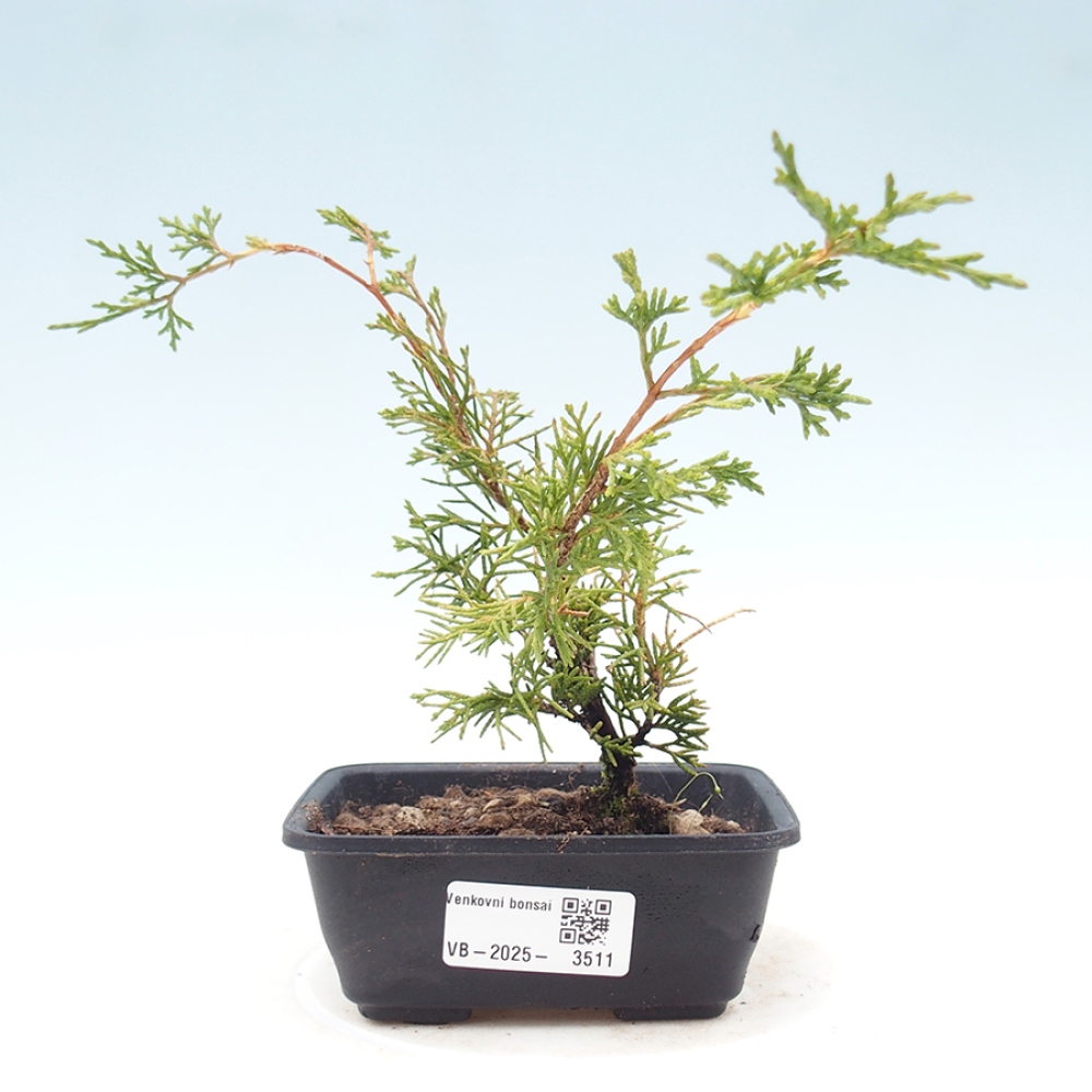 Bonsai voor buiten - Juniperus chinensis Itoigawa