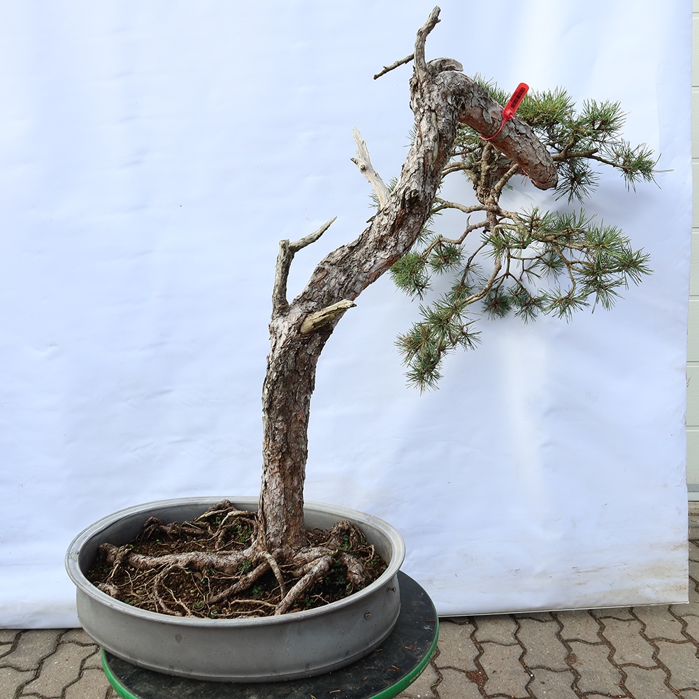 Pinus sylvestris Spanje - grove den