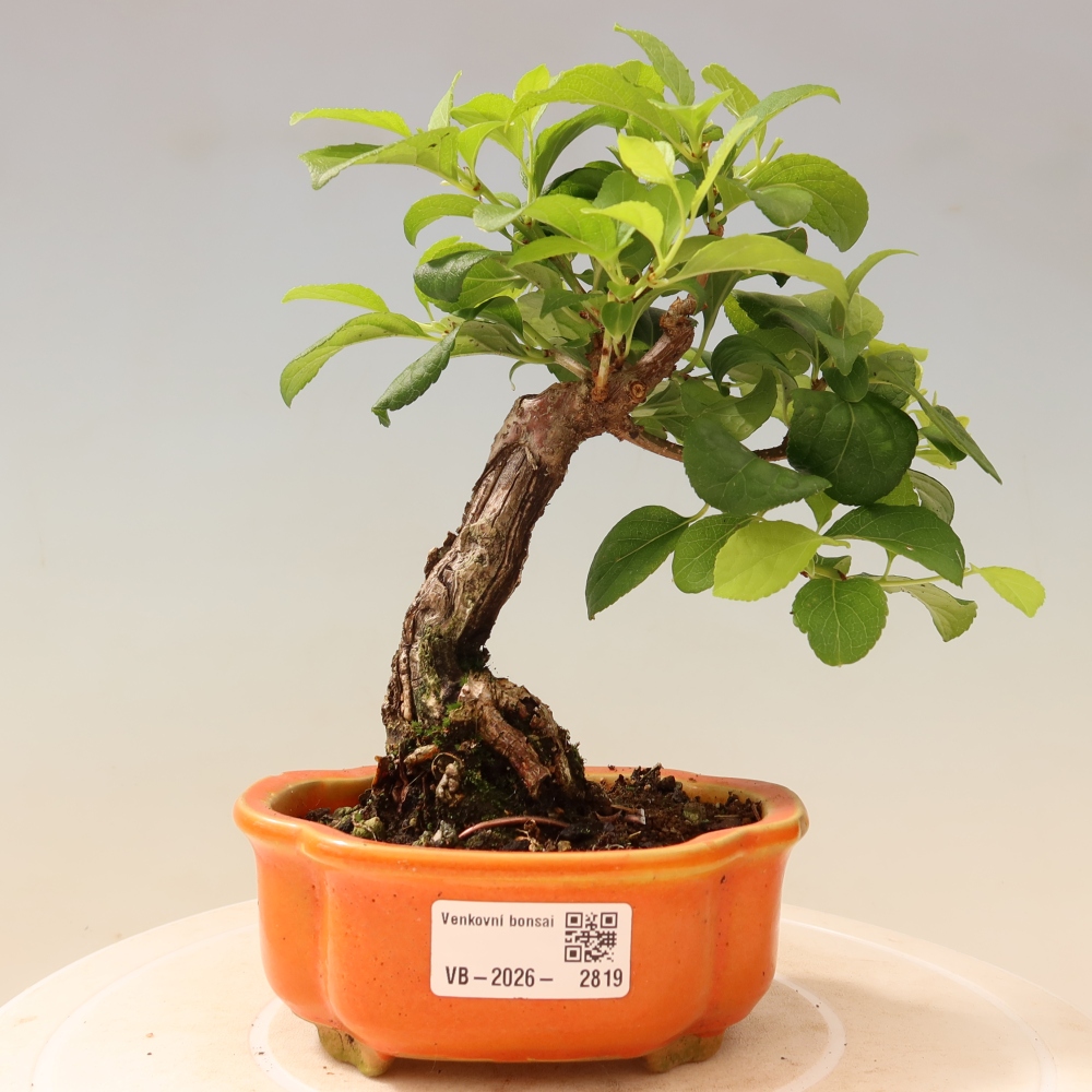 Bonsai voor buiten - Celastrus orbiculatus