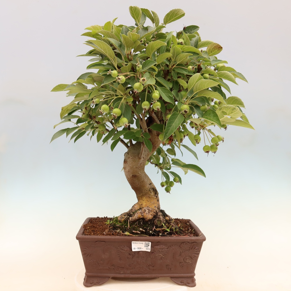 Bonsai voor buiten -Malus halliana - Appelboom met kleine vruchten