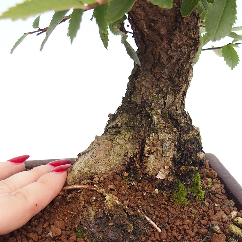 Bonsai voor buiten - Zelkova - Zelkova NIRE