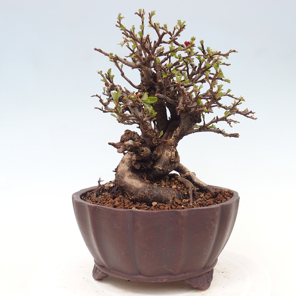Bonsai voor buiten - Chaneomeles speciosa - Kweepeer