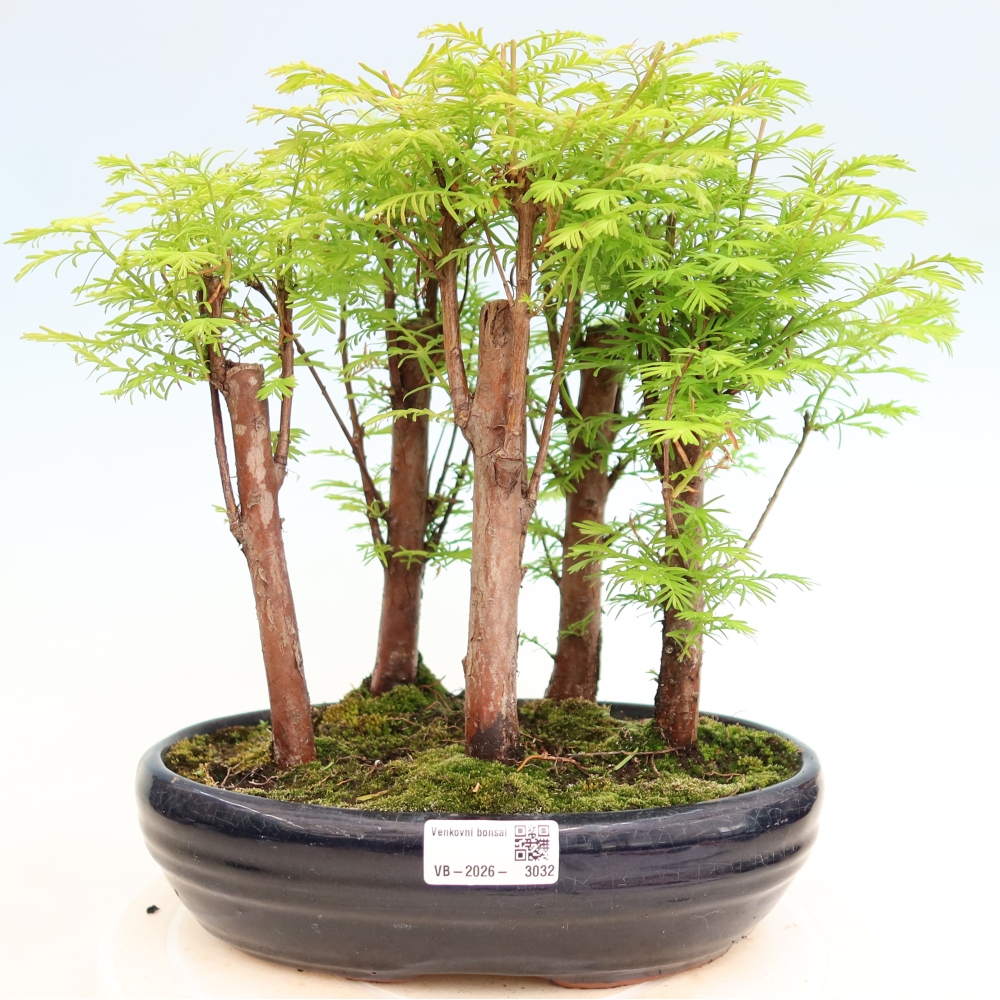 Buitenbonsai - Metasequoia glyptostroboides - Chinese metasequoia - bosje