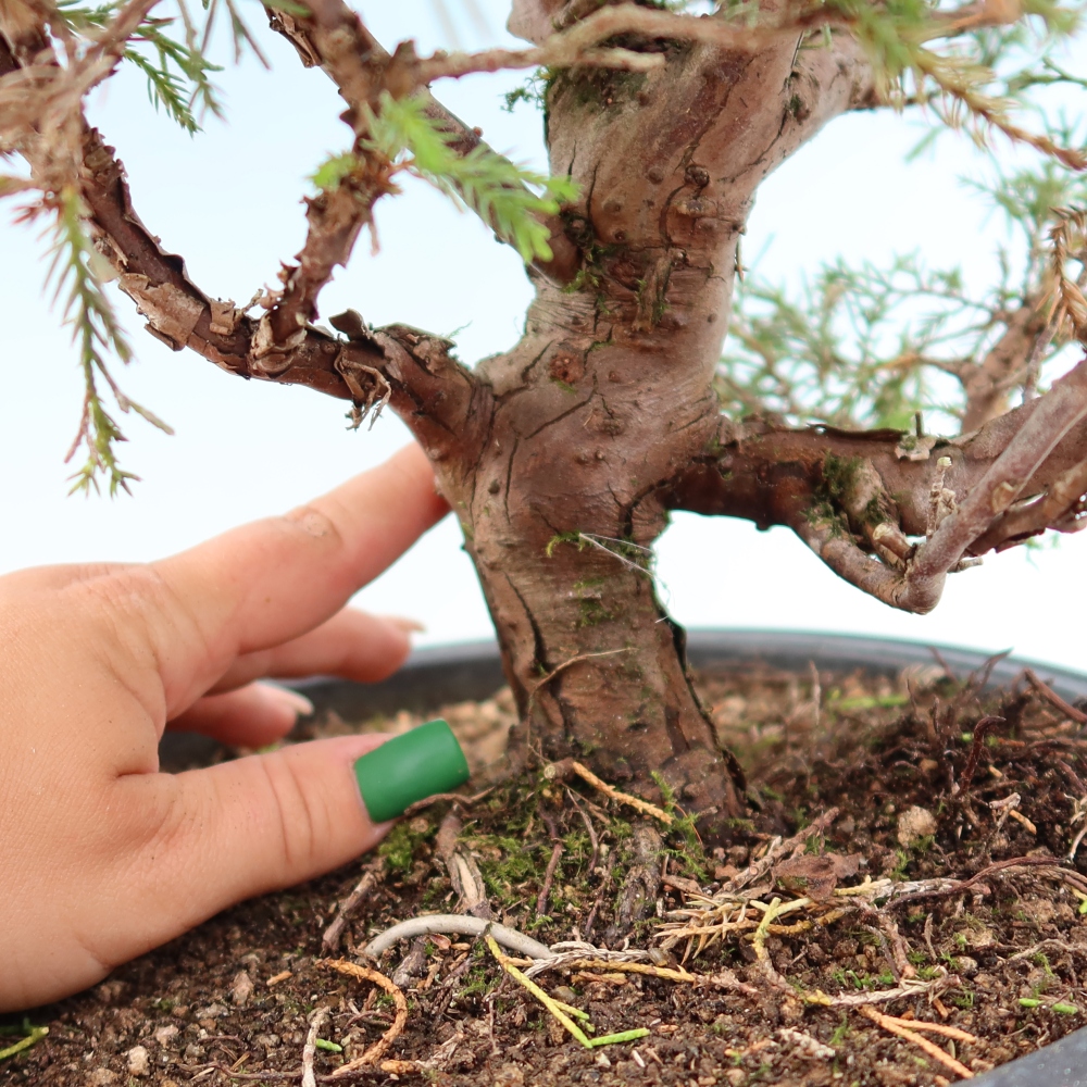 Bonsai voor buiten - Juniperus chinensis Itoigawa-Juniperus chinensis