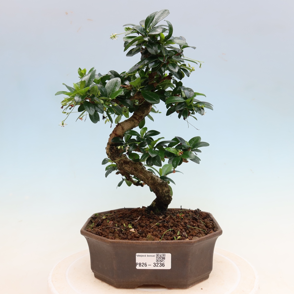 Kamerbonsai - Carmona macrophylla - Thee fuki