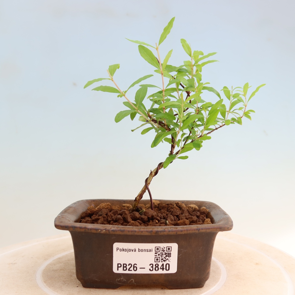 Kamerbonsai-PUNICA granatum nana-Granaatappel