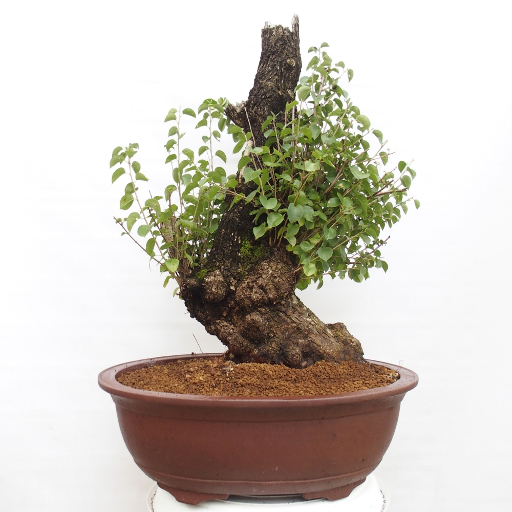 Bonsai voor buiten - Mahalebka - Prunus mahaleb