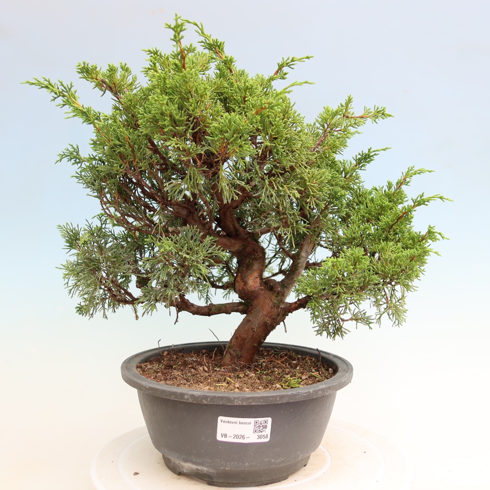 Bonsai voor buiten - Juniperus chinensis Itoigawa-Juniperus chinensis