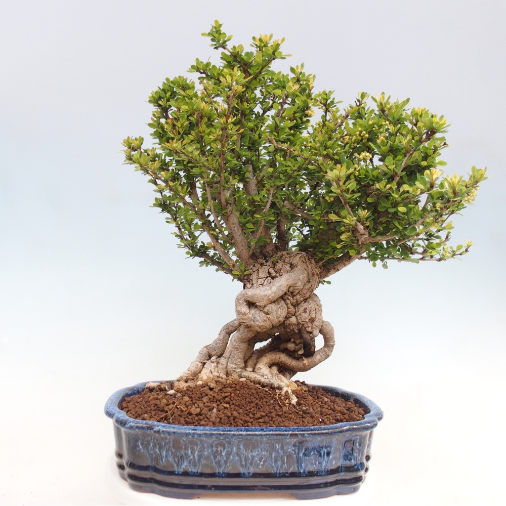 Bonsai voor buiten - Berberis coreana