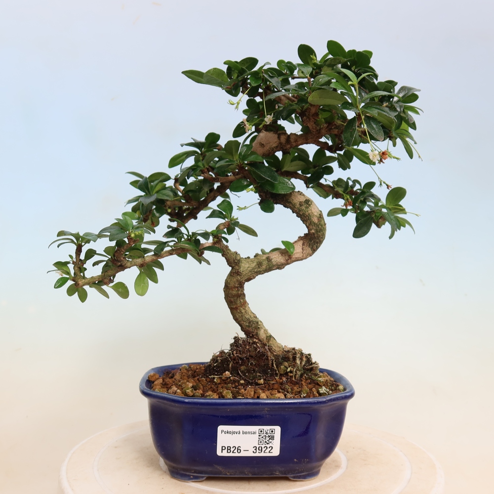Kamerbonsai - Carmona macrophylla - Thee fuki