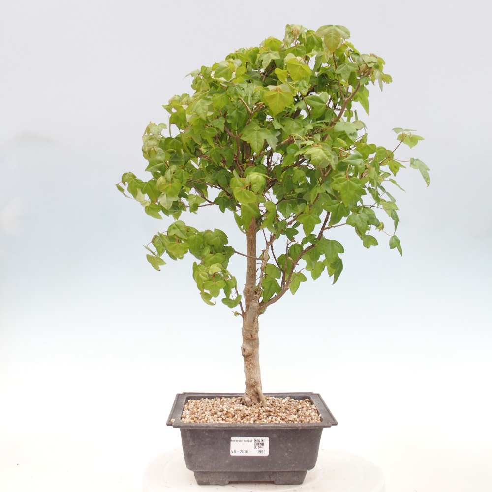 Bonsai voor buiten - Acer Buergerianum - Burgeresdoorn