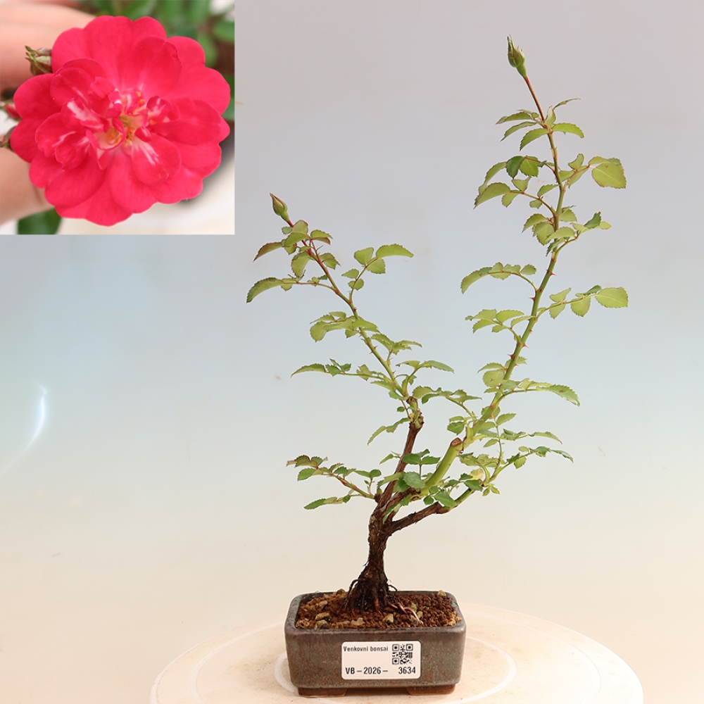 Bonsai voor buiten - Rosa Kordes - roos