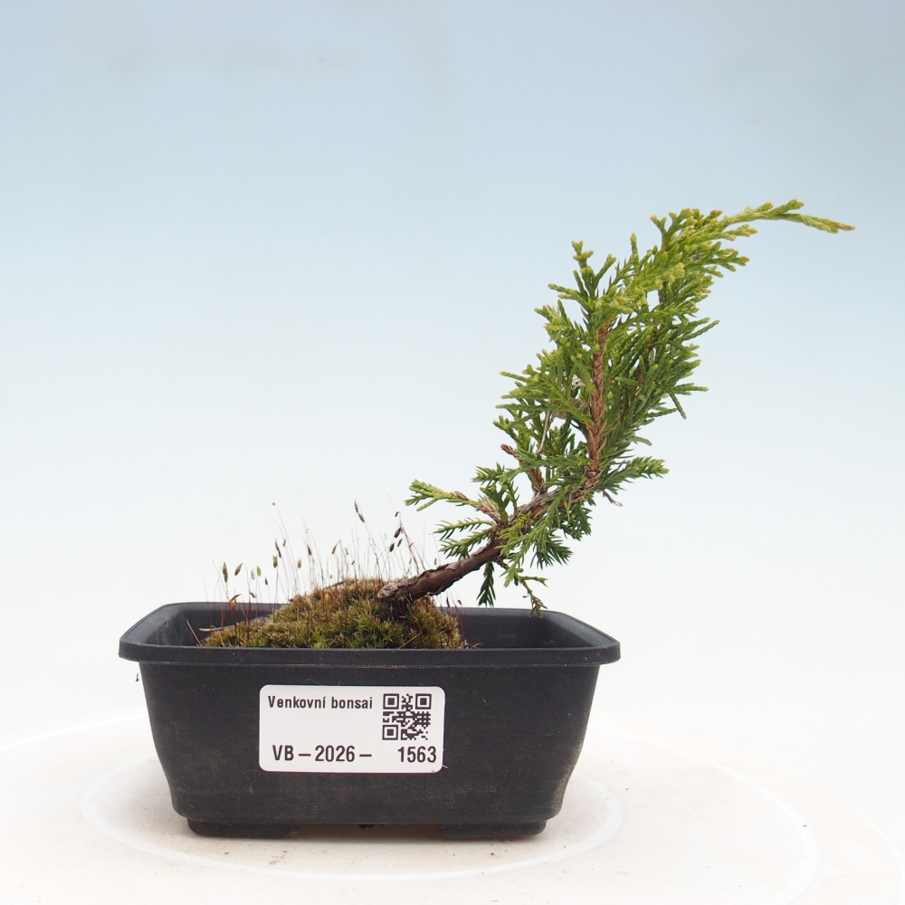 Bonsai voor buiten - Juniperus chinensis Itoigawa
