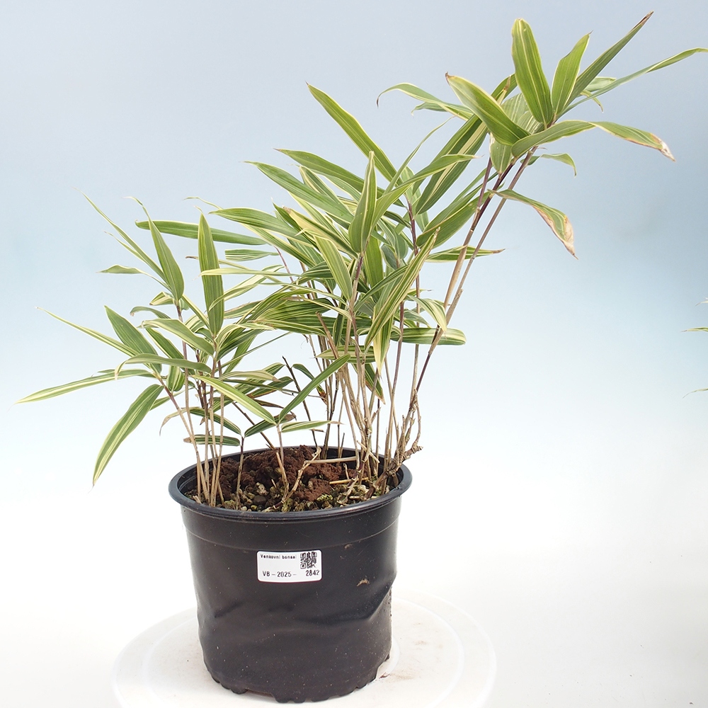 Bonsai voor buiten - Sasaella masamuneana Albostriata - Bamboe