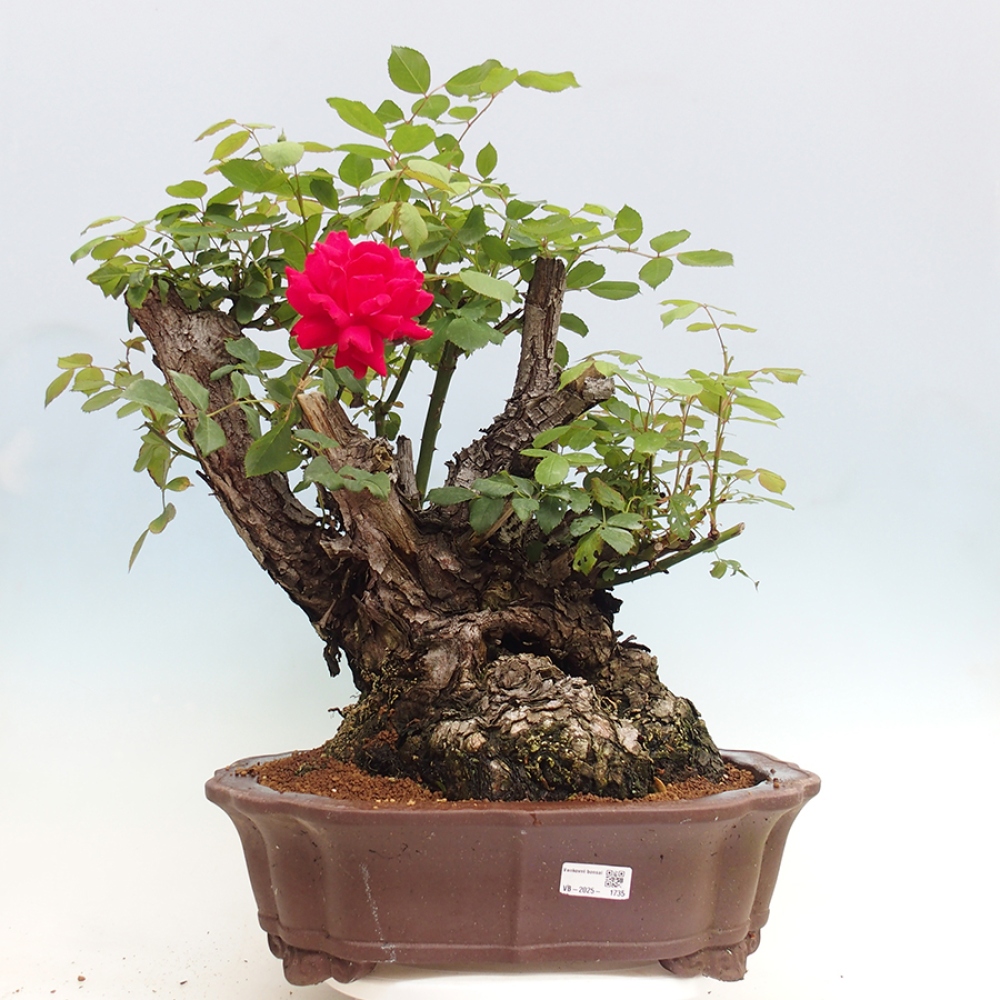 Bonsai voor buiten - Rosa Kordes - roos