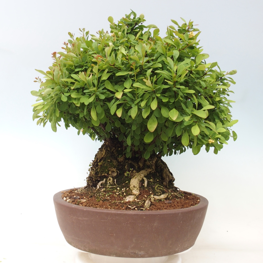 Bonsai voor buiten - Barberry - Berberis thunbergii atropurpurea