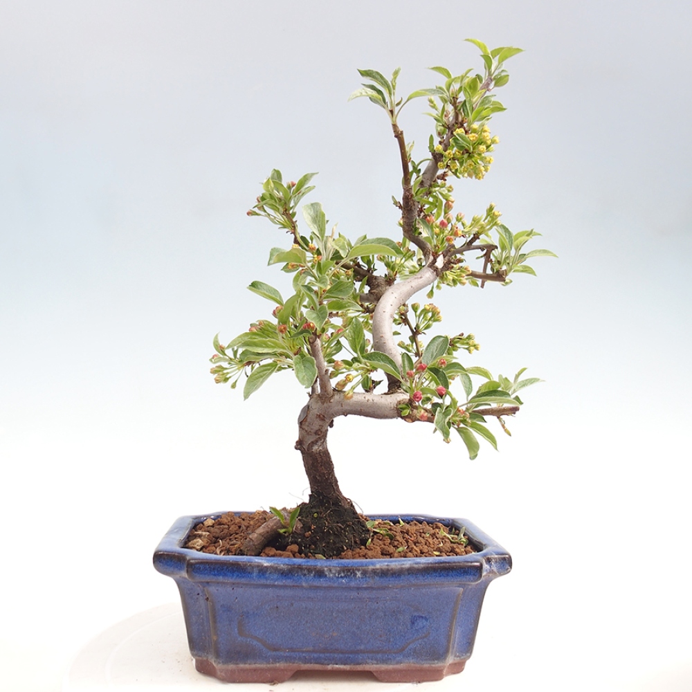 Bonsai voor buiten - Malus sargentii - Appelboom met kleine vruchten