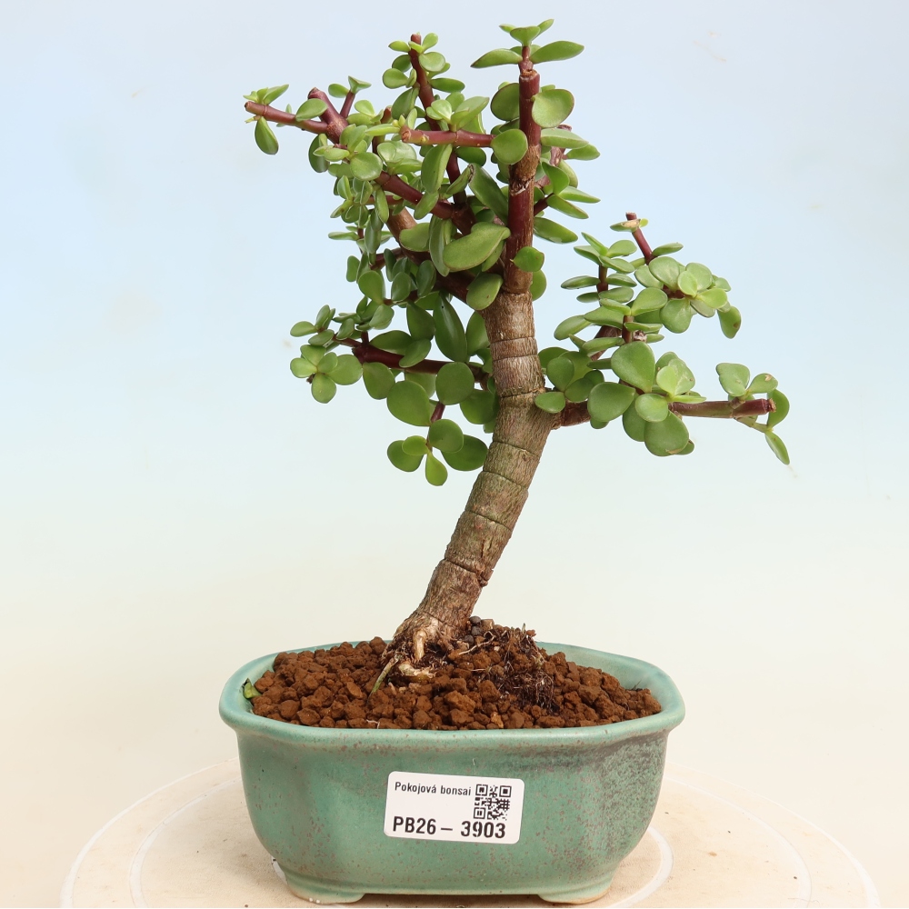 Kamerbonsai - Portulakaria Afra - Tlustice