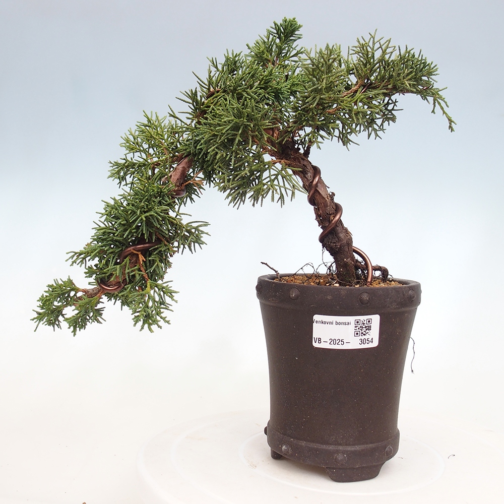 Bonsai voor buiten - Juniperus chinensis Kishu