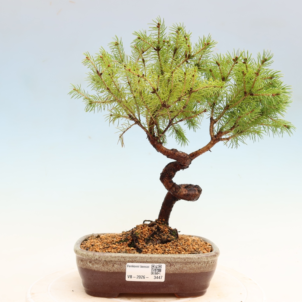 Buitenbonsai – Grijze spar – Picea glauca globe