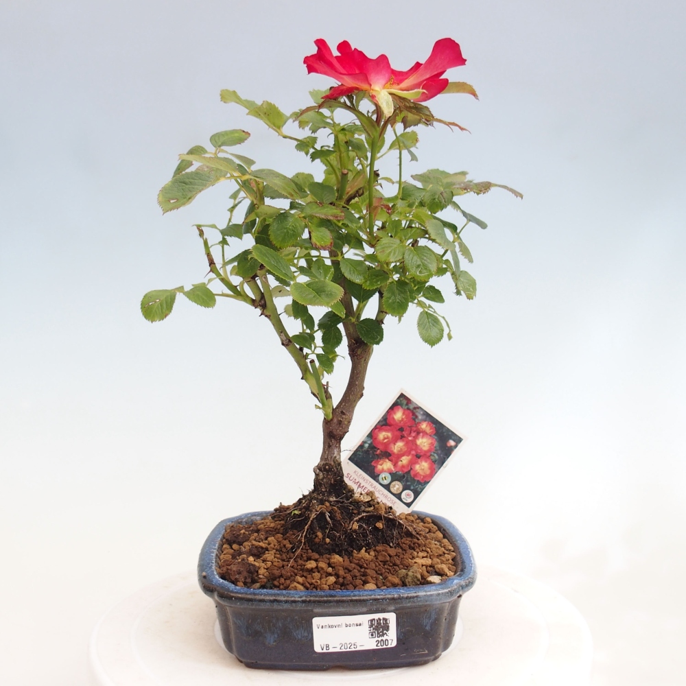 Bonsai voor buiten - Rosa Kordes - roos