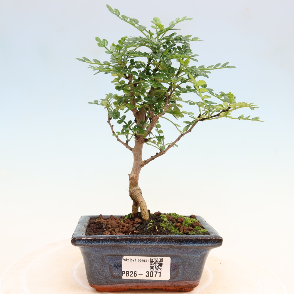 Kamerbonsai - Zantoxylum piperitum - peperboom