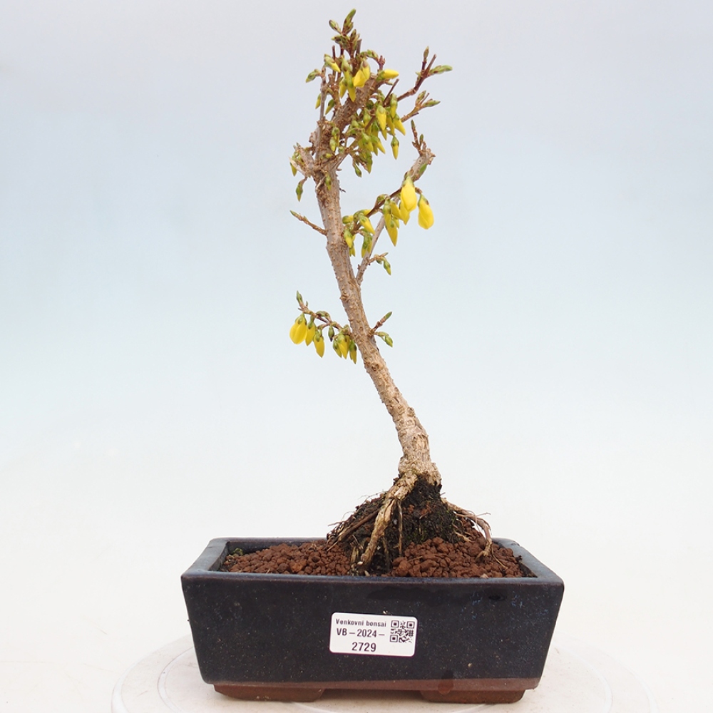 Bonsai voor buiten - Zlatice - Forsythia intermedia