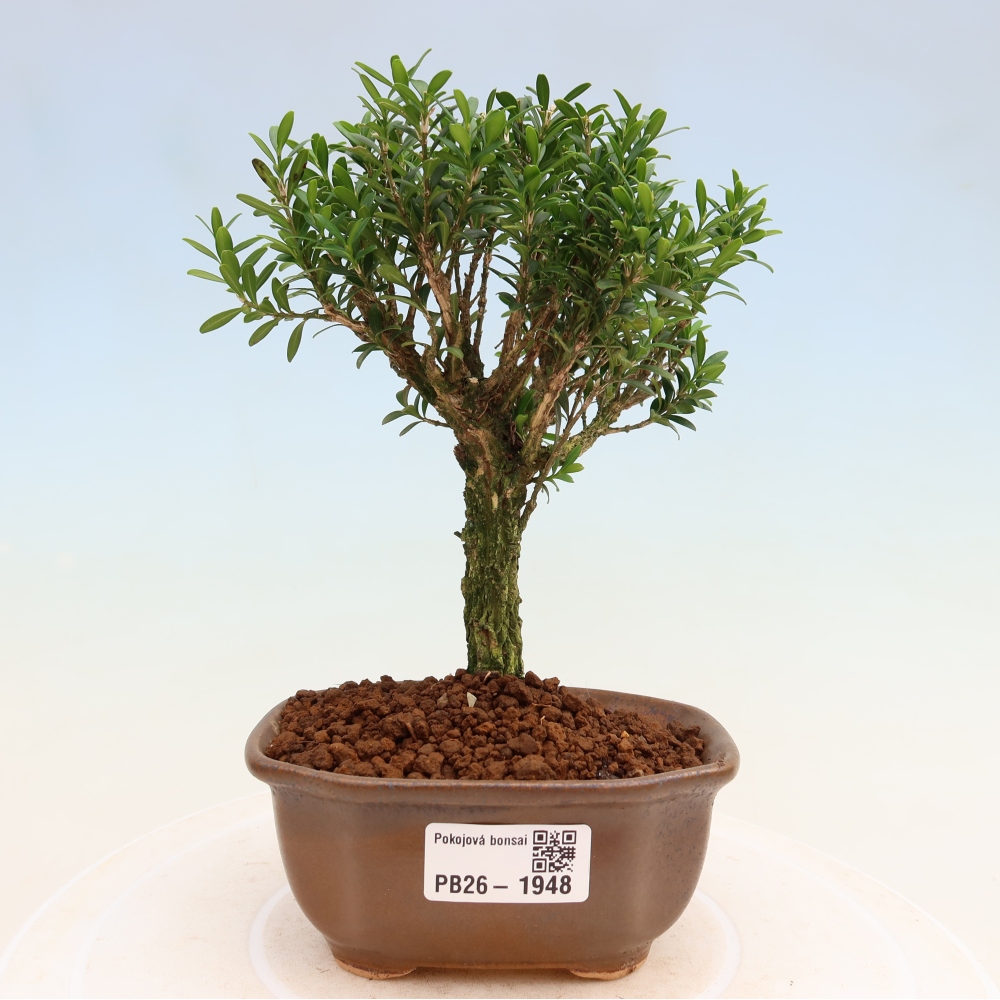 Kamerbonsai - Buxus harlandii - kurk buxus