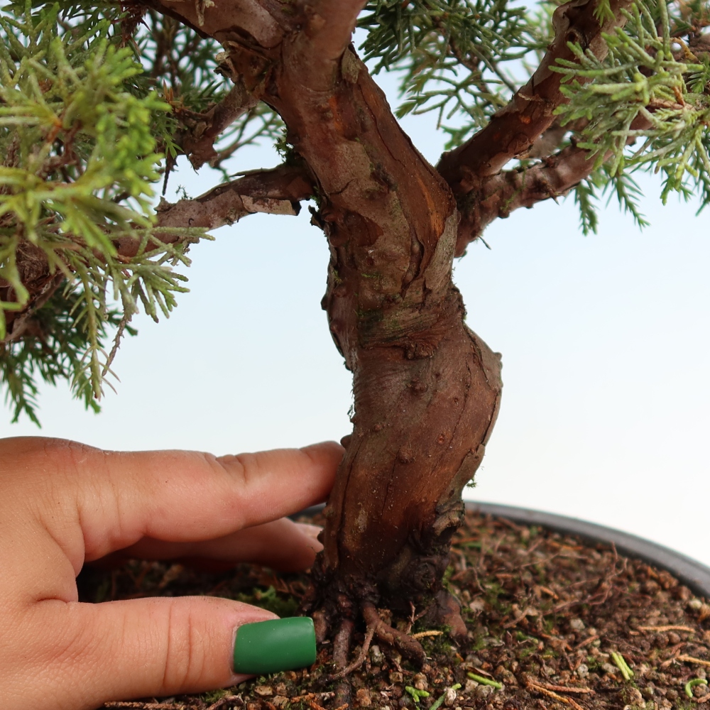 Bonsai voor buiten - Juniperus chinensis Itoigawa-Juniperus chinensis