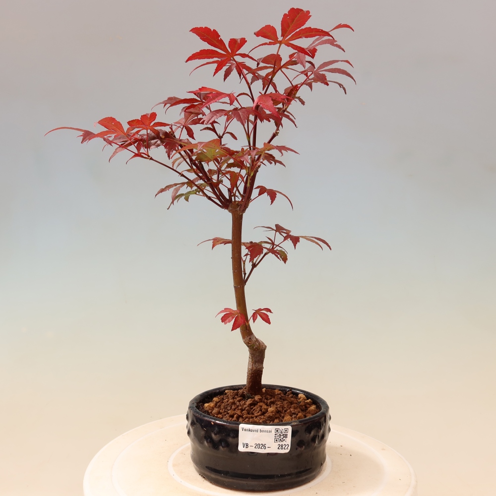 Bonsai voor buiten - Acer palm. Atropurpureum-Javorpalm