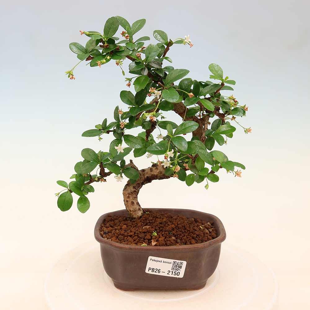 Kamerbonsai - Carmona macrophylla - Thee fuki
