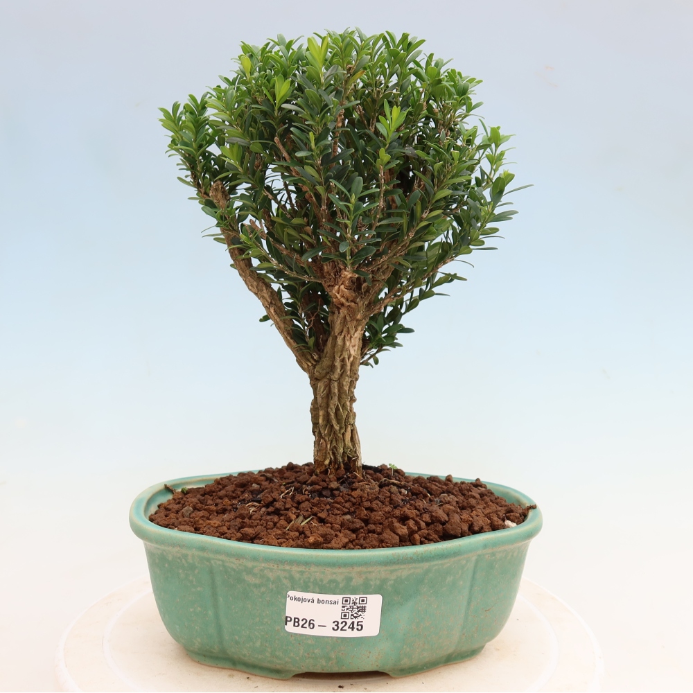 Kamerbonsai - Buxus harlandii - kurk buxus