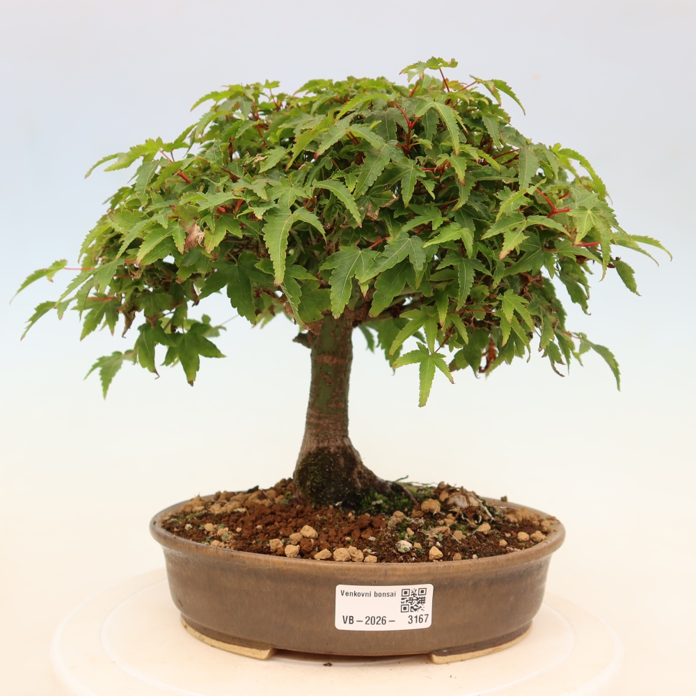 Acer palmatum KIOHIME - Palmeta-esdoorn