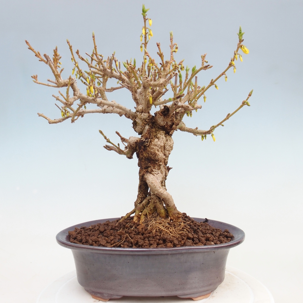 Bonsai voor buiten - Zlatice - Forsythia koreana