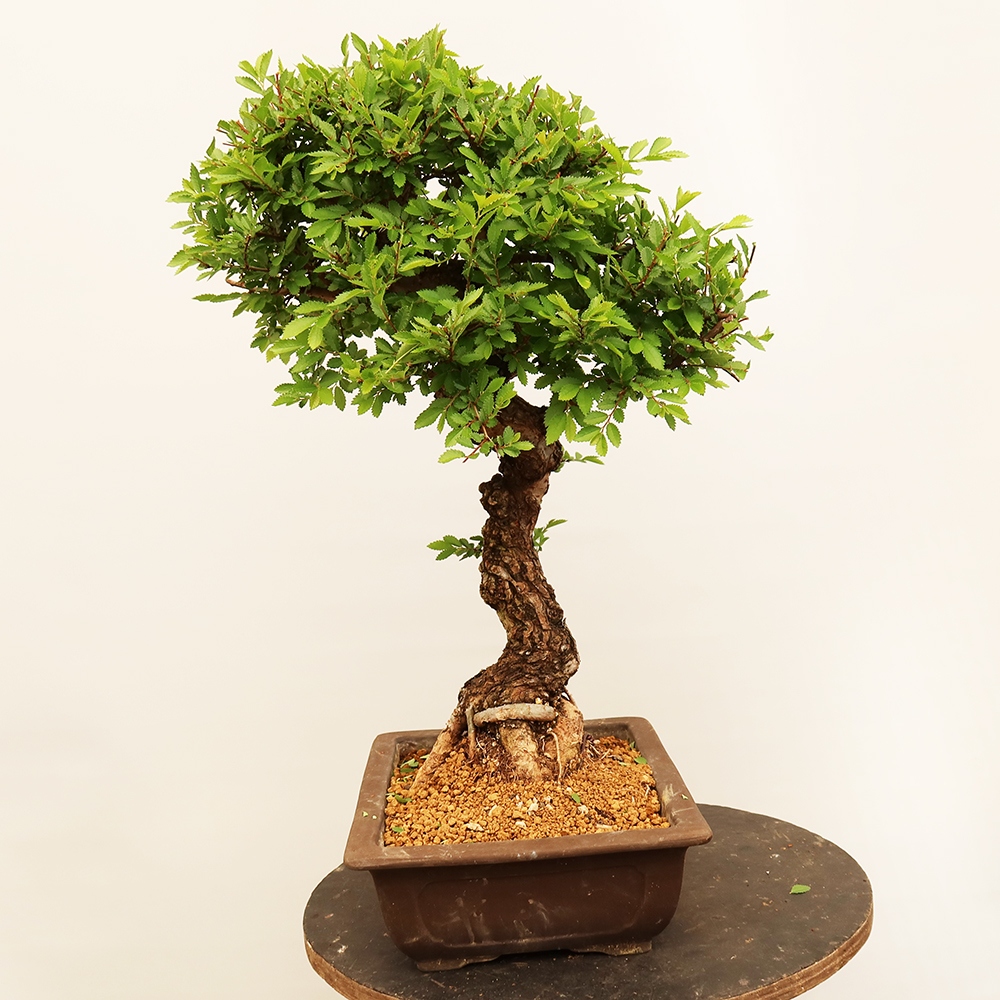 Bonsai voor buiten - Zelkova - Zelkova NIRE