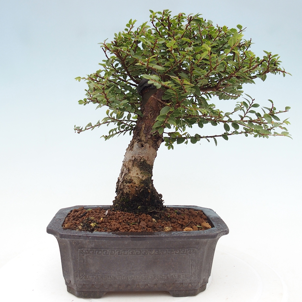 Bonsai voor buiten - Ulmus parvifolia Hokkaido - Chinese iep