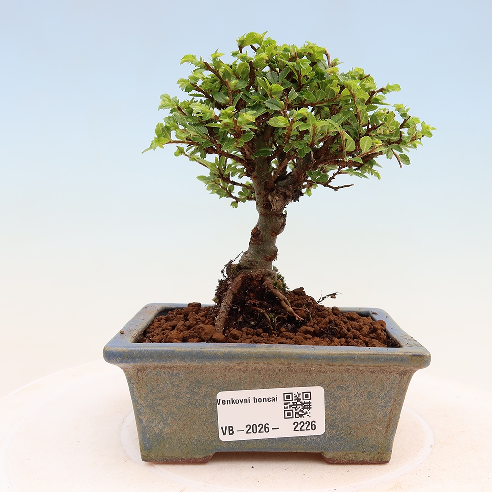 Bonsai voor buiten - Ulmus parvifolia Sagei - Kleinbladige iep