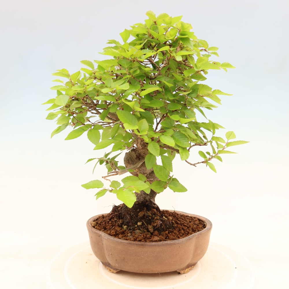 Bonsai voor buiten -Carpinus Coreana - Koreaanse haagbeuk