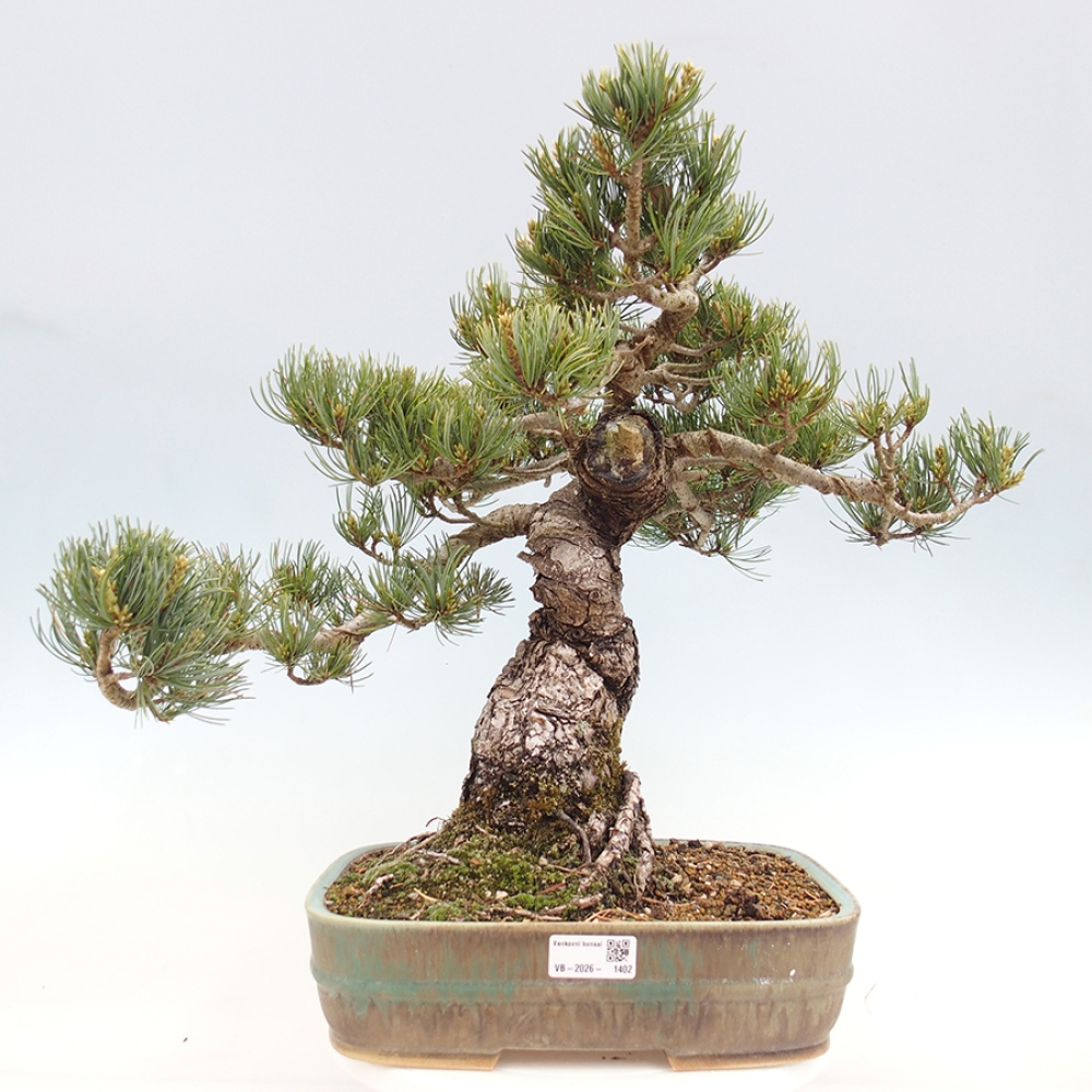 Bonsai voor buiten - Pinus parviflora - Pinus parviflora