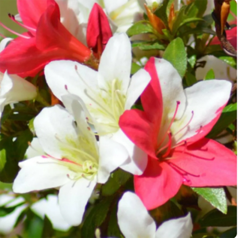 Bonsai voor buiten - Japanse azalea - Azalea CHIHIRO