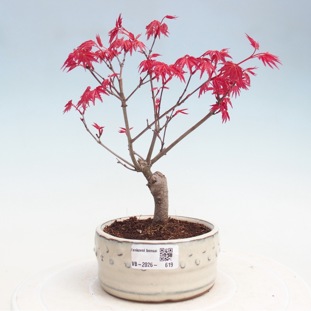 Bonsai voor buiten - Acer palmatum DESHOJO