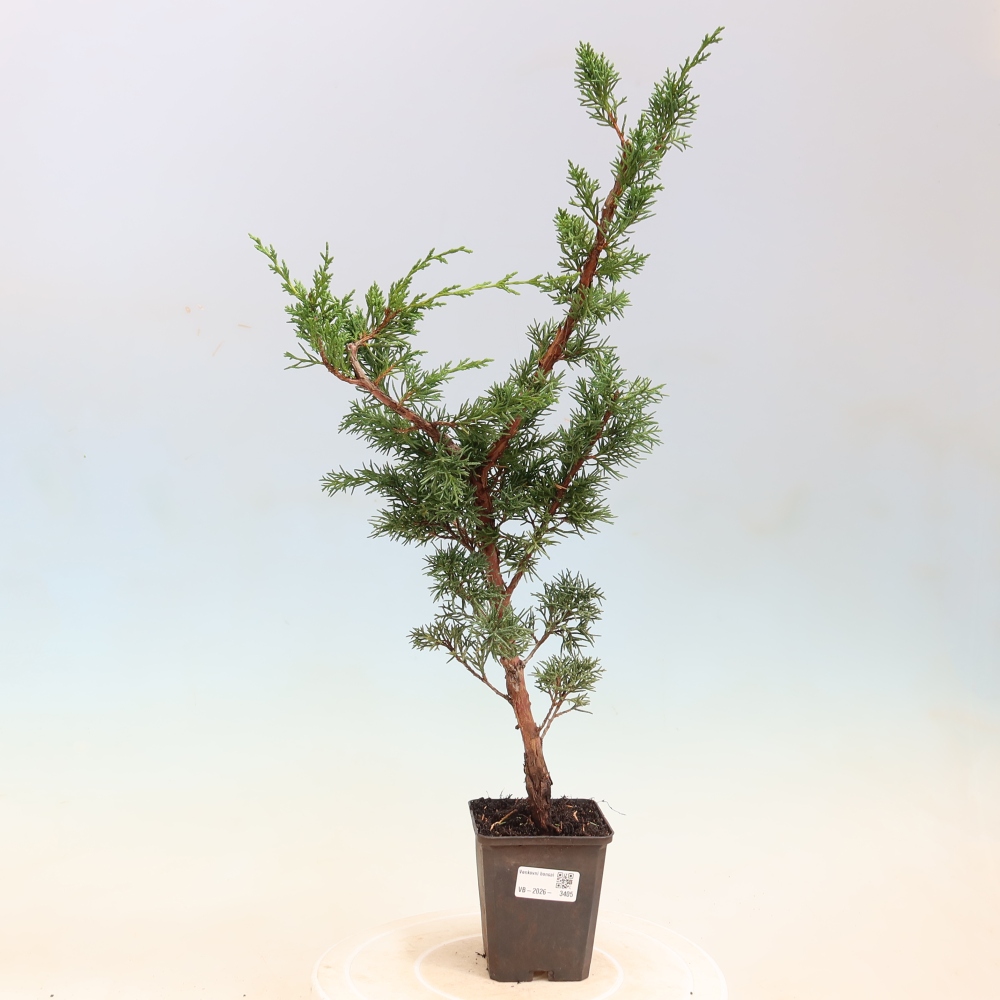 Bonsai voor buiten - Juniperus chinensis Kishu