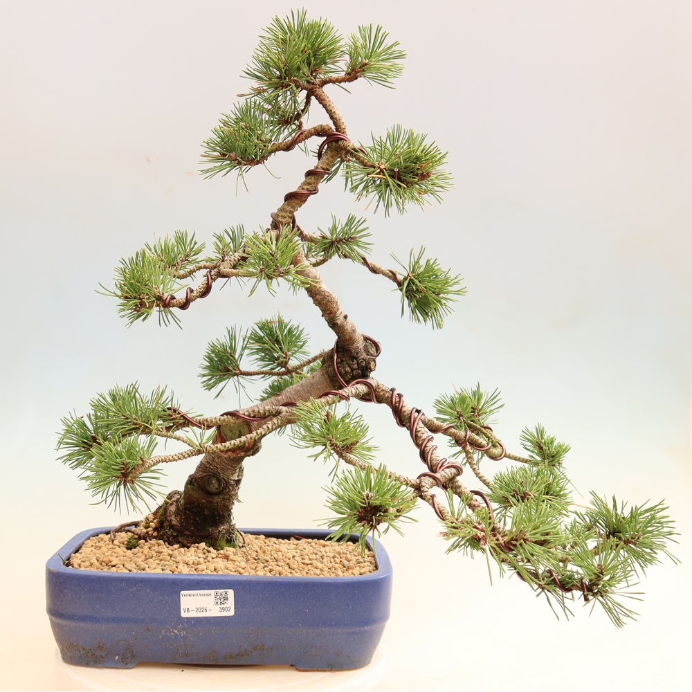 Bonsai voor buiten - Pinus mugo Humpy  - Bergden