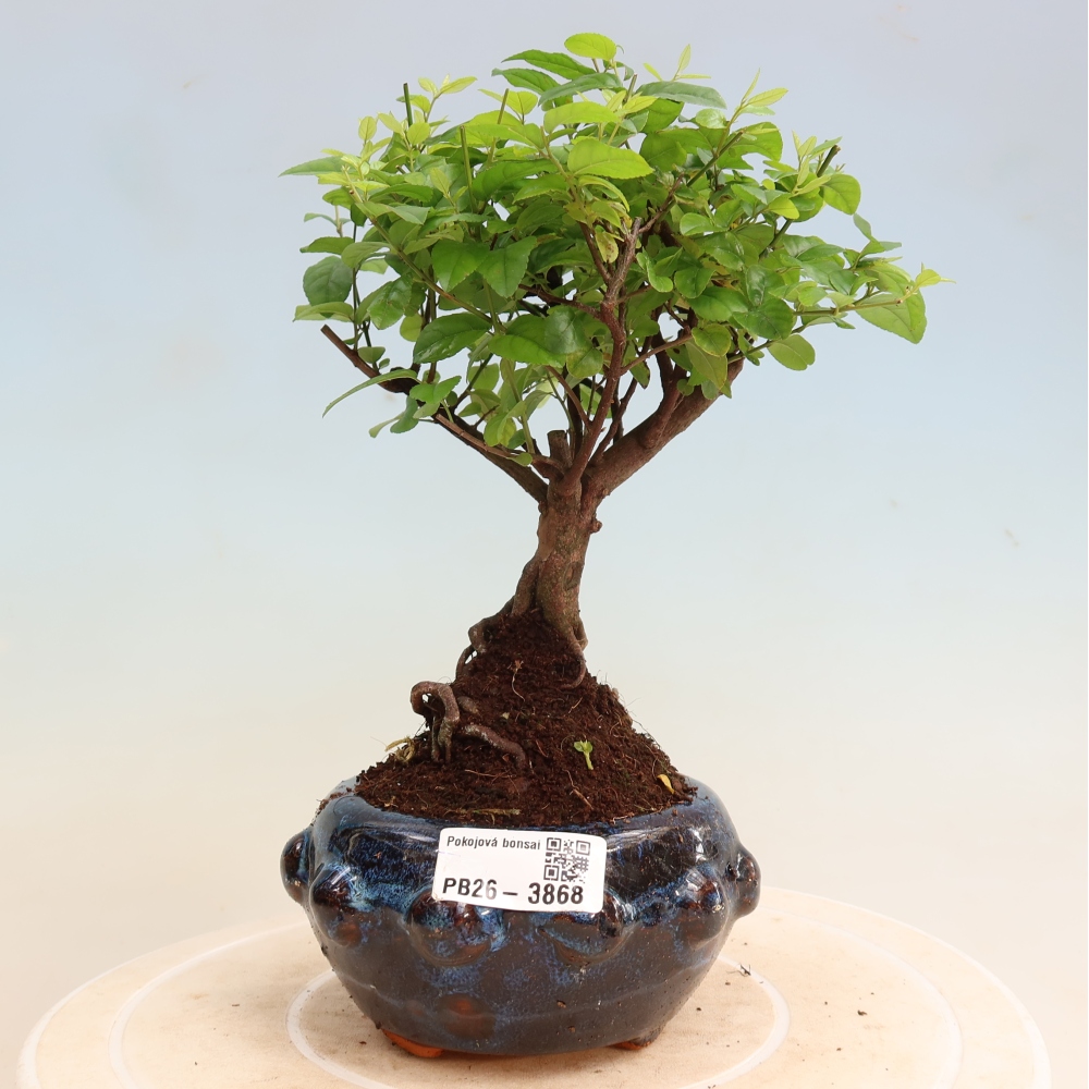 Kamerbonsai - Sageretia thea - Sageretia thea