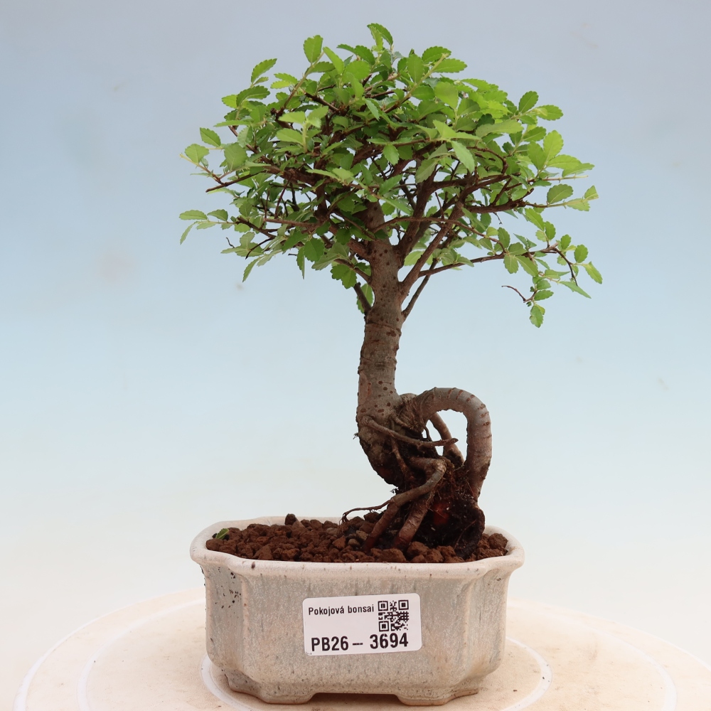 Kamerbonsai - Ulmus parvifolia - Winteriep
