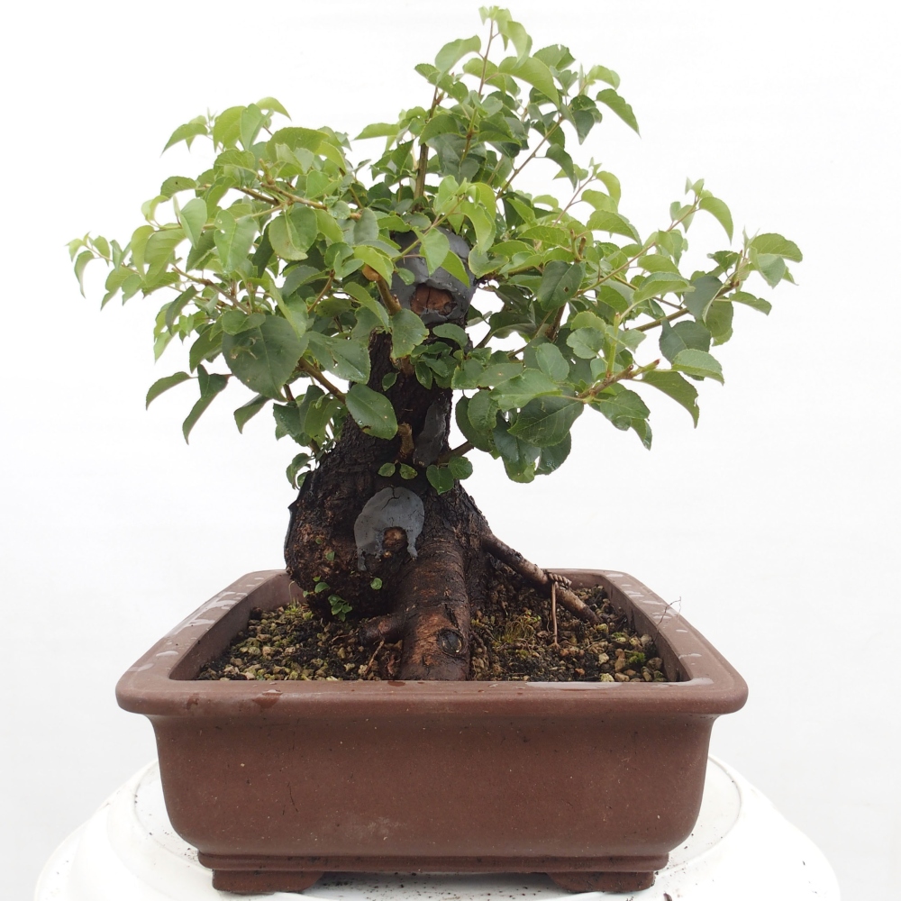Bonsai voor buiten - Mahalebka - Prunus mahaleb