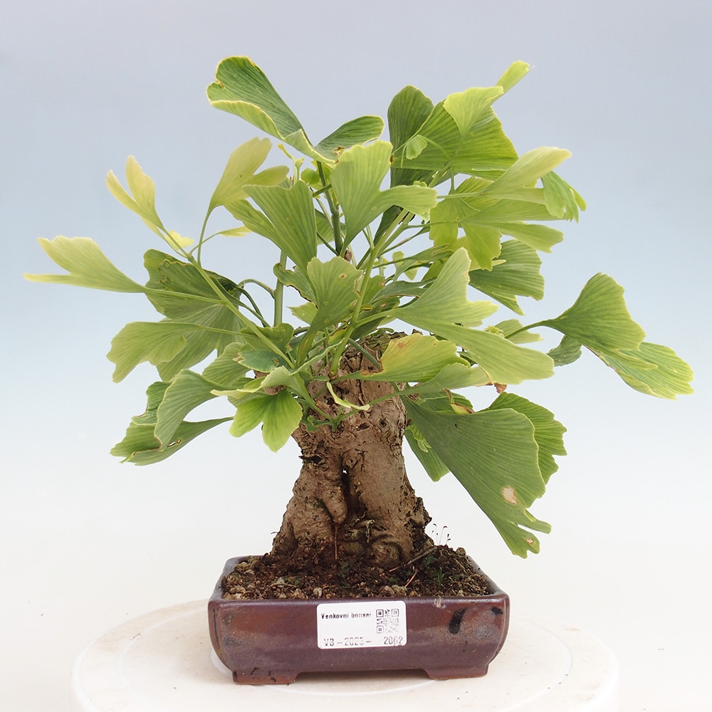 Bonsai voor buiten - Ginkgo biloba